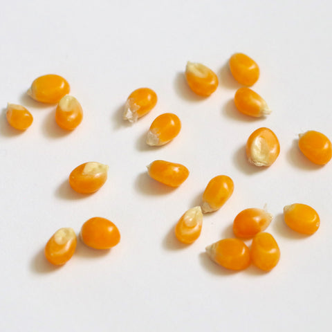 Mixed Case of Popping Corn